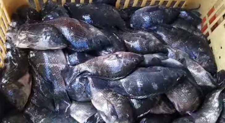 Feira do Peixe da Semana Santa de Palmeira acontecerá em novo local