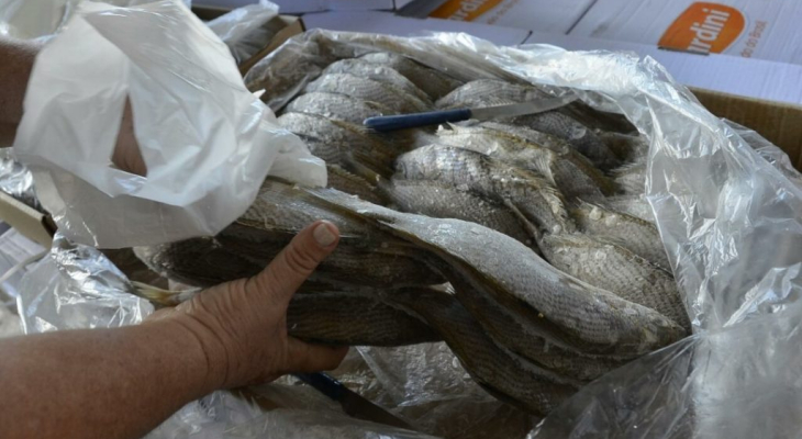 Prefeitura de Palmeira realizará tradicional entrega de peixes na Semana Santa