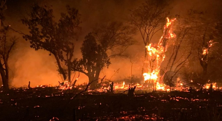Queimada ameaça floresta nativa em Palmeira dos Índios